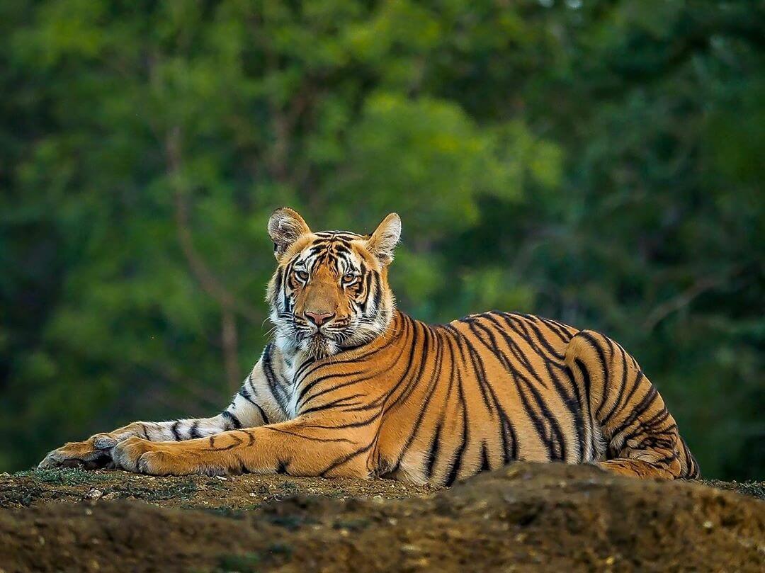 Royal Bengal Tiger  How they look like? What they Eat? & Unique Facts